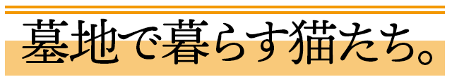 墓地で暮らす猫たち。